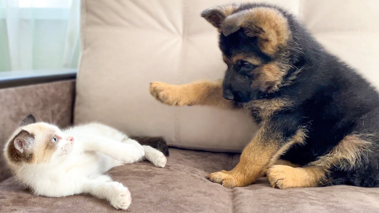 Puppy and kitten hanging out and looking at each other